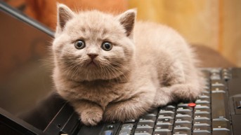 Cat Sitting on a Keyboard