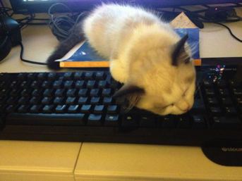 Cat Sleeping on Das Keyboard