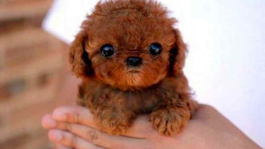 Tips and Tricks: Doggy Loot, Grammar, and More...